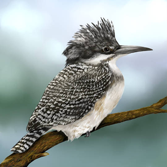 松尾（新沼）　小百合